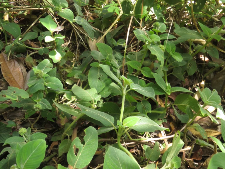 Coccocypselum lanceolatum (4)