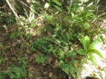 Coccocypselum lanceolatum (1)