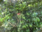 Cissus pauliniifolia (1)