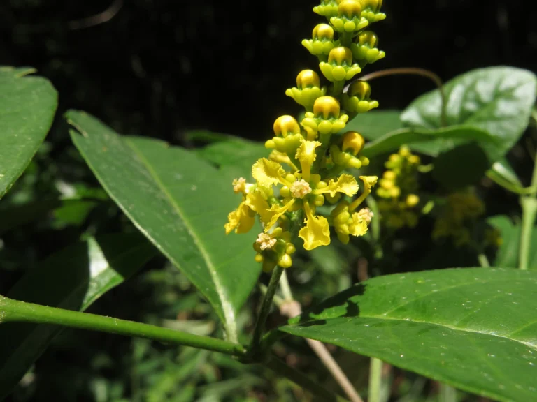 Bunchosia maritima (8)