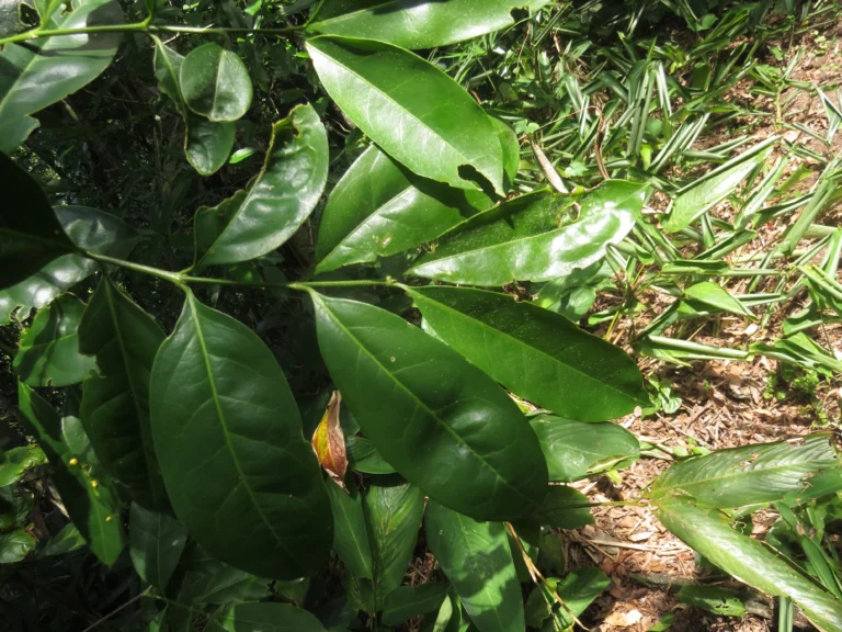 Bunchosia maritima (4)