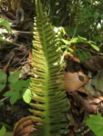 Blechnum polypodioides (3)