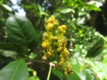 Bunchosia maritima (2)