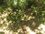 Blechnum polypodioides (1)