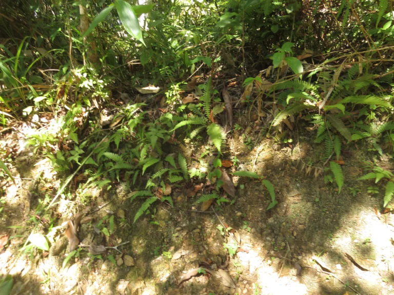 Blechnum polypodioides (1)