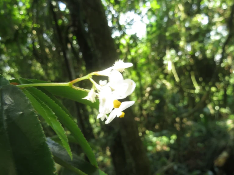 Begonia echinosepala (6)