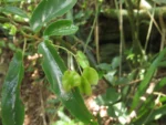 Begonia echinosepala (2)
