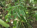 Begonia echinosepala (3)