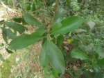 Ardisia guianensis (6)