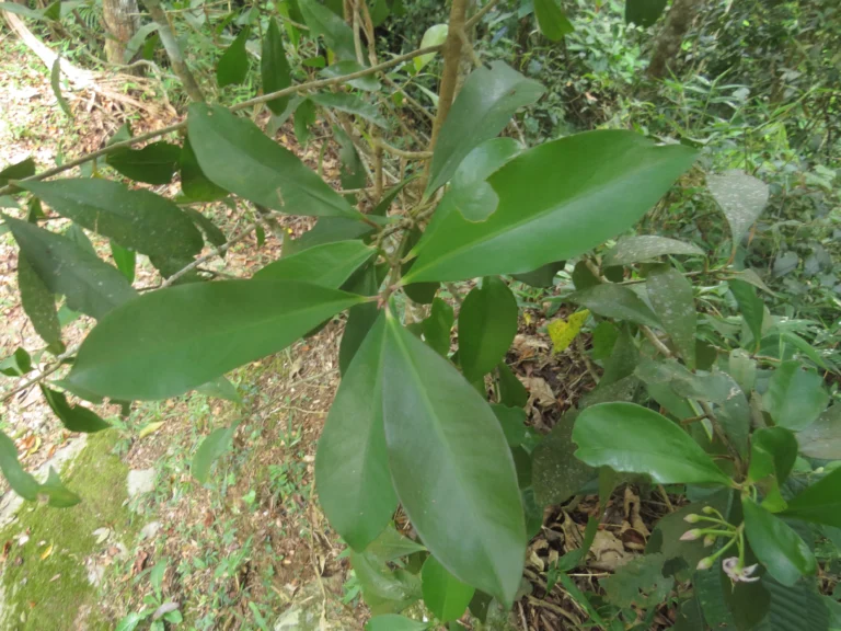 Ardisia guianensis (6)