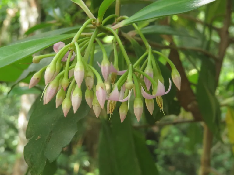 Ardisia guianensis (4)