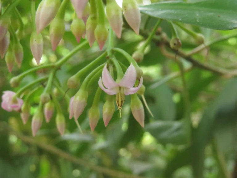 Ardisia guianensis (5)