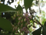 Ardisia guianensis (3)