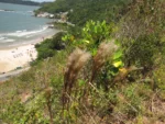 Andropogon bicornis (4)