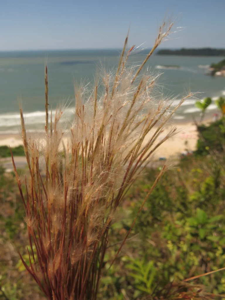 Andropogon bicornis (2)