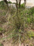 Andropogon bicornis (3)