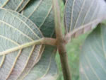 Dahlstedtia muehlbergiana UA 642 (6)