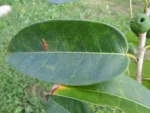 Ficus arpazusa (UA 642) (5)