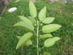 Ficus arpazusa (UA 642) (4)