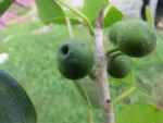 Ficus arpazusa (UA 642) (1)