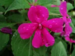 Impatiens walleriana (32)