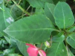Impatiens walleriana (26)