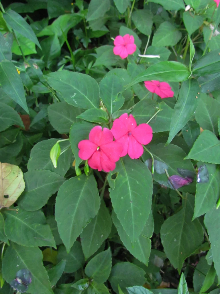 Impatiens walleriana (21)