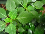 Impatiens walleriana (12)