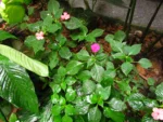 Impatiens walleriana (9)