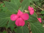 Impatiens walleriana (6)
