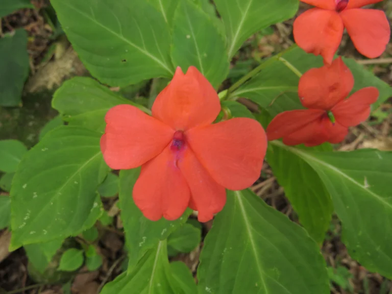 Impatiens walleriana (3)