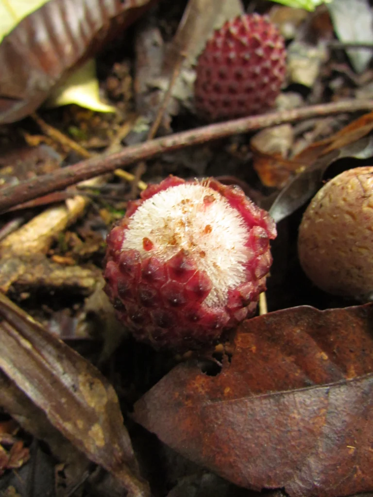 Helosis cayannensis (17)