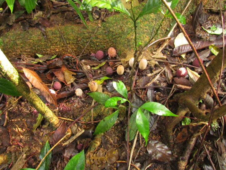 Helosis cayannensis (14)