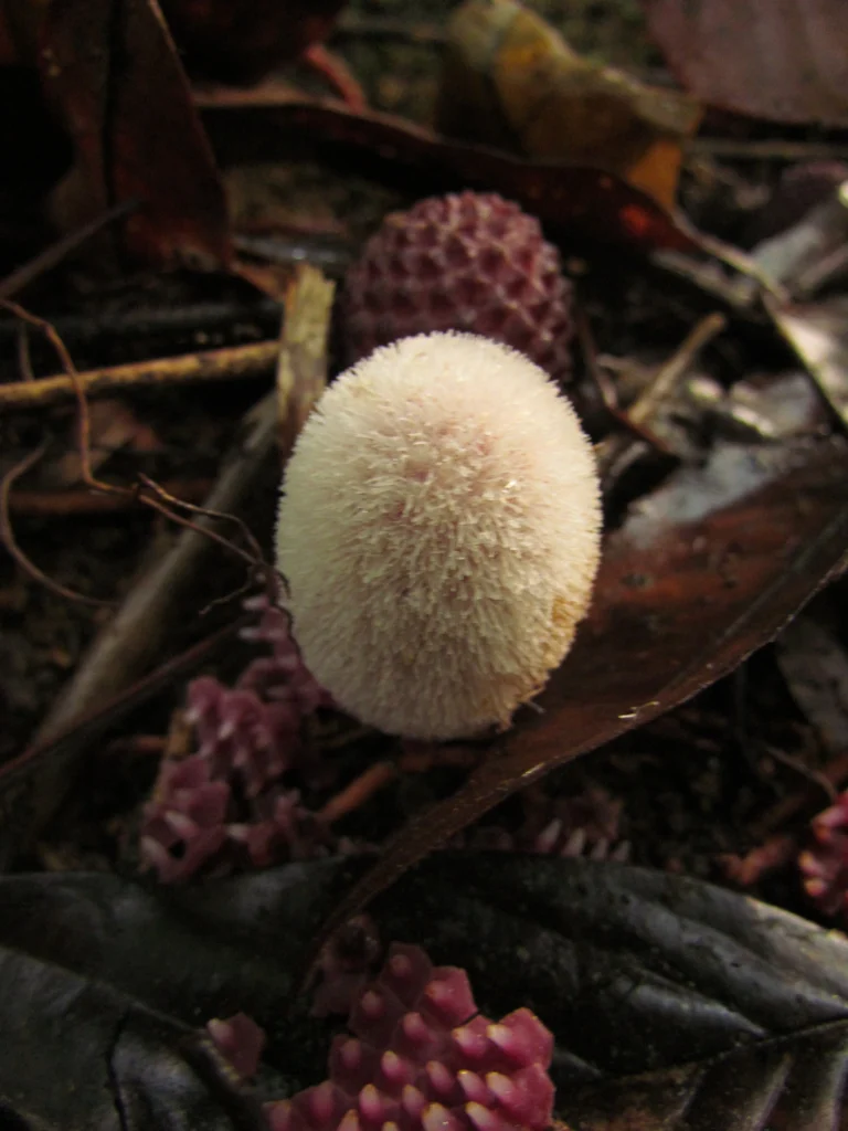Helosis cayannensis (10)