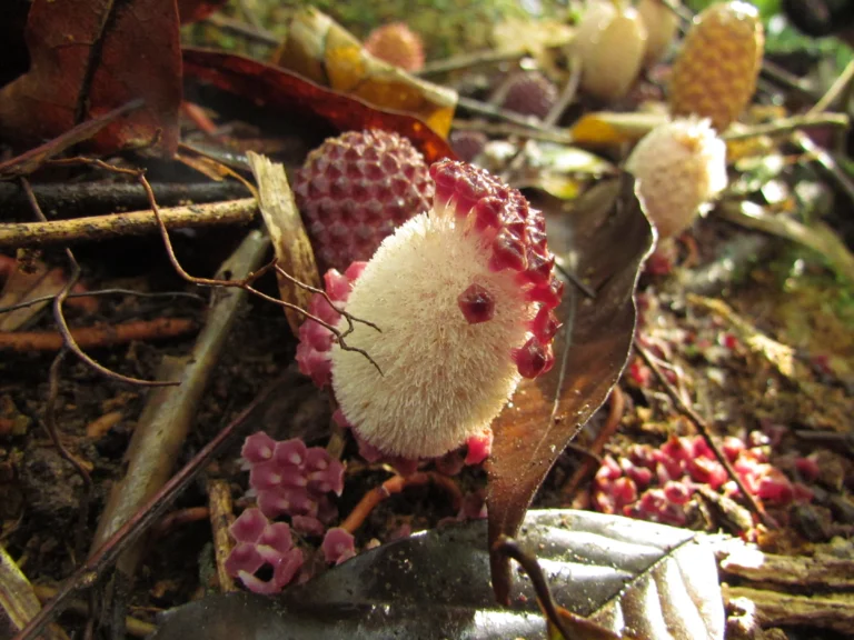 Helosis cayannensis (8)