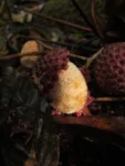 Helosis cayannensis (5)