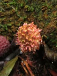 Helosis cayannensis (1)