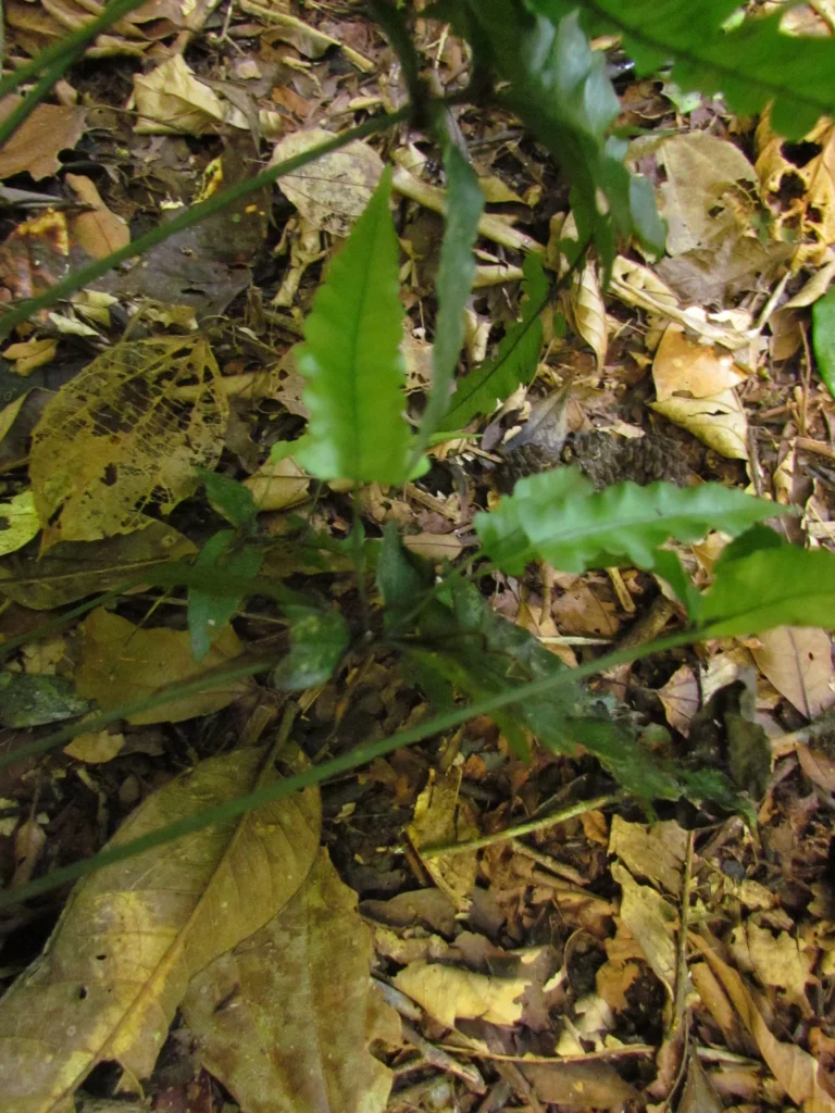 Diplazium riedelianum (13)