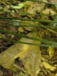 Diplazium riedelianum (11)