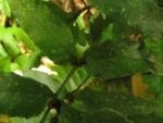 Diplazium riedelianum (6)