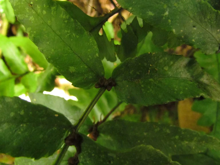 Diplazium riedelianum (6)