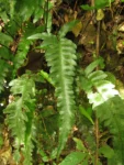 Diplazium riedelianum (2)