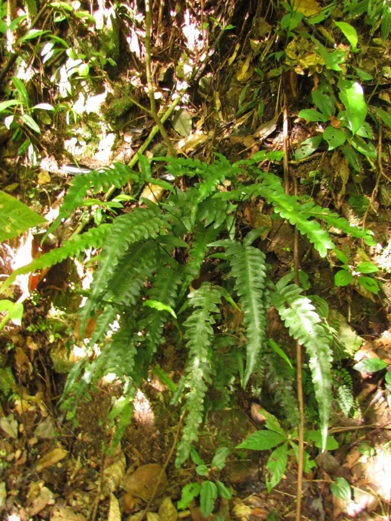 Diplazium riedelianum (1)
