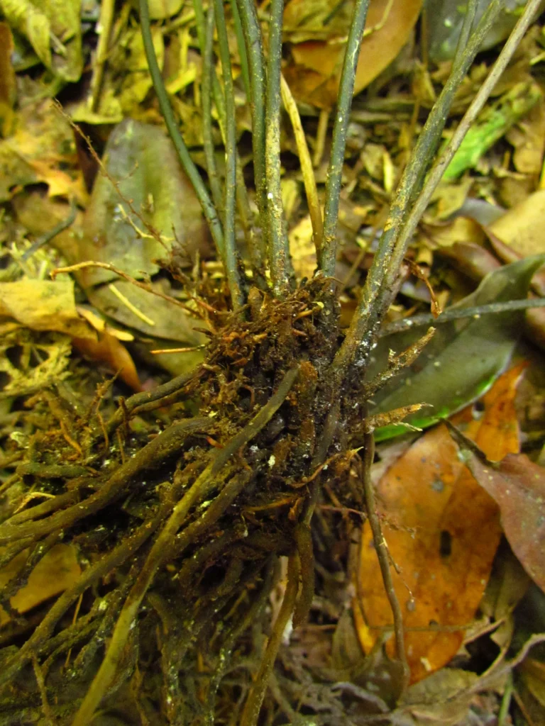 Diplazium plantaginifolium (21)