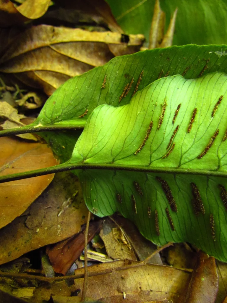 Diplazium plantaginifolium (18)