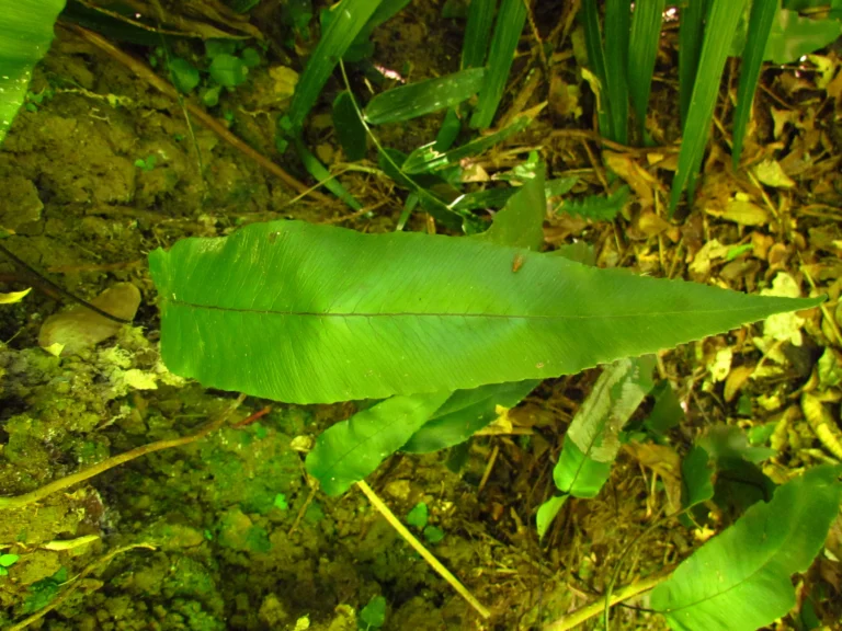 Diplazium plantaginifolium (13)