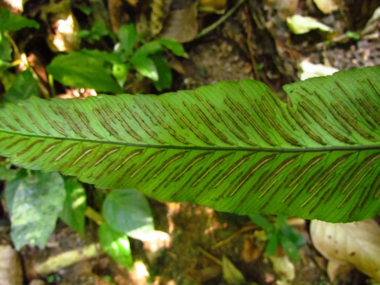 Diplazium plantaginifolium (9)