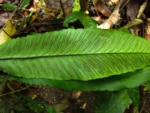 Diplazium plantaginifolium (3)