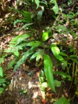 Diplazium plantaginifolium (1)