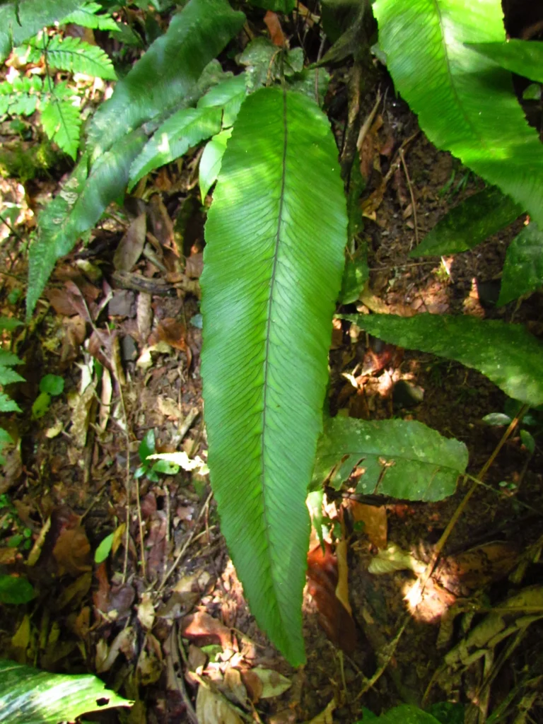 Diplazium plantaginifolium (2)